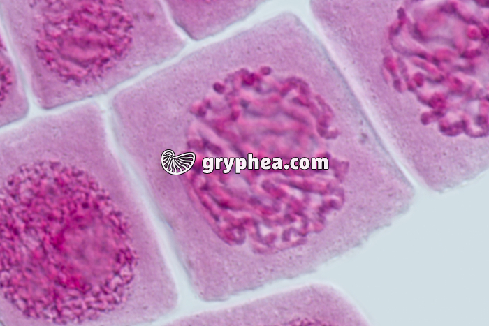 Mitose racine d'Ail DEBUT PROPHASE x640 - gryphea.com